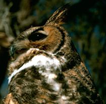210px-Great Horned Owl.USFWS.jpg