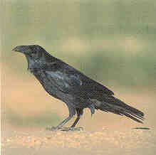 ITD Death Raven.jpg