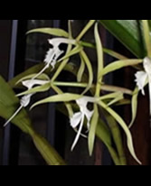 ITD Epidendrum2.jpg