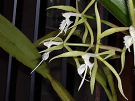 ITD Epidendrum ciliare0.jpg