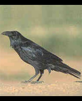 ITD Raven2.jpg