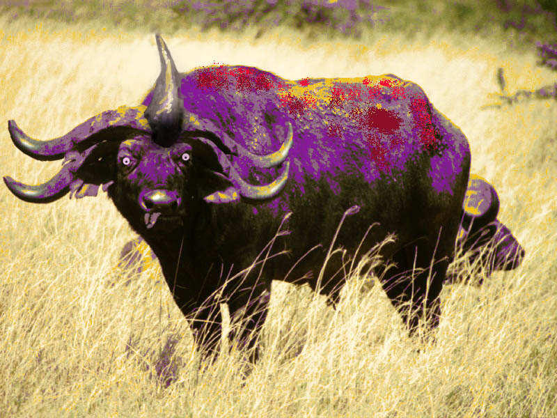 Morfed bull.jpg