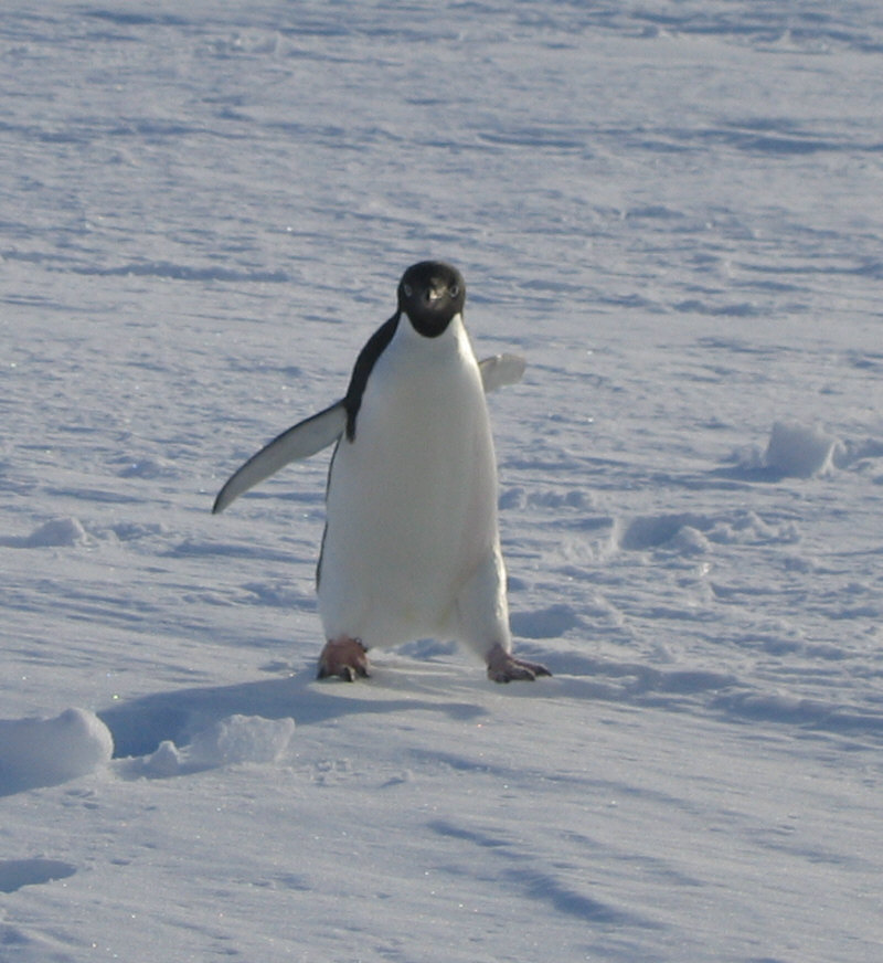 Penguins (1).jpg